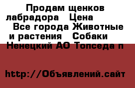 Продам щенков лабрадора › Цена ­ 20 000 - Все города Животные и растения » Собаки   . Ненецкий АО,Топседа п.